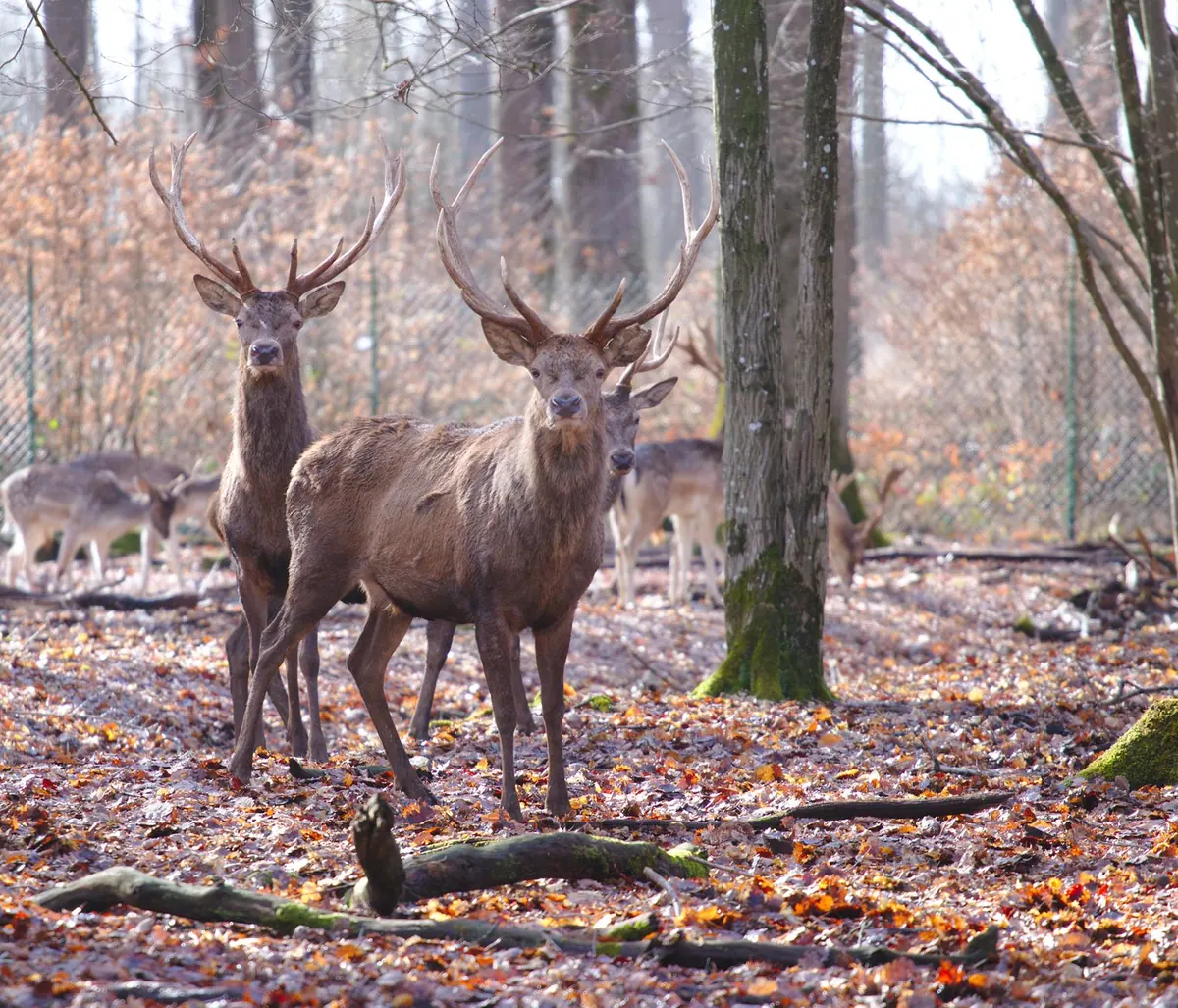 Autumn on Loch Tay: Where to See the Red Deer Rut
