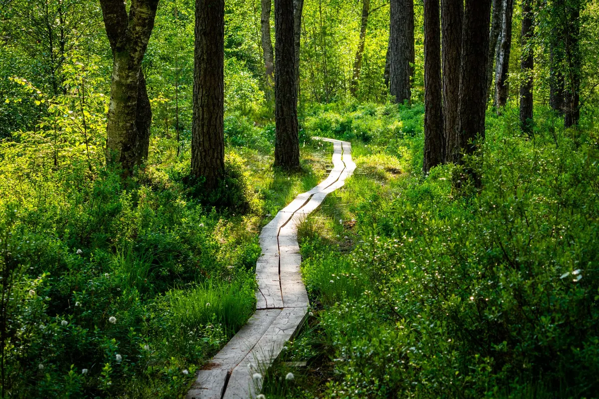 New Footpath Closures at Loch Ard Forest: What Walkers Need to Know